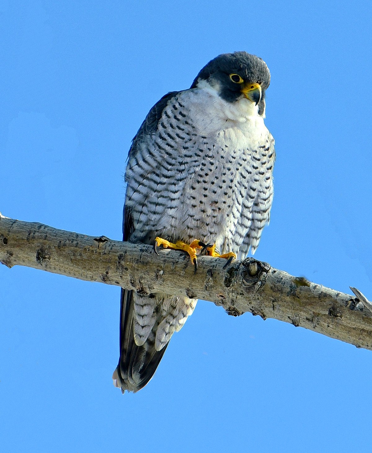 flying falcon bird