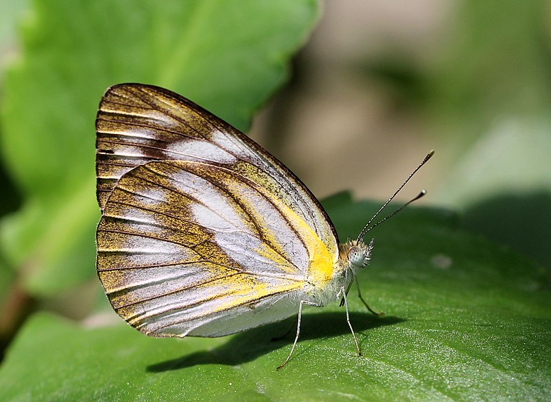 File:Female of Appias olferna (Swinhoe, 1890) - Eastern Striped Albatross.jpg