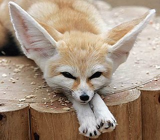 Fennec fox Small crepuscular mammal