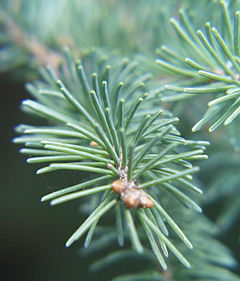 Folioj de Picea glauca