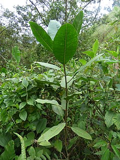 <i>Ficus</i> subg. <i>Pharmacosycea</i> Subgenus of flowering plants