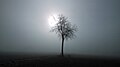 Field in the fog with sun.jpg