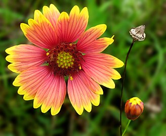 Flower close-up