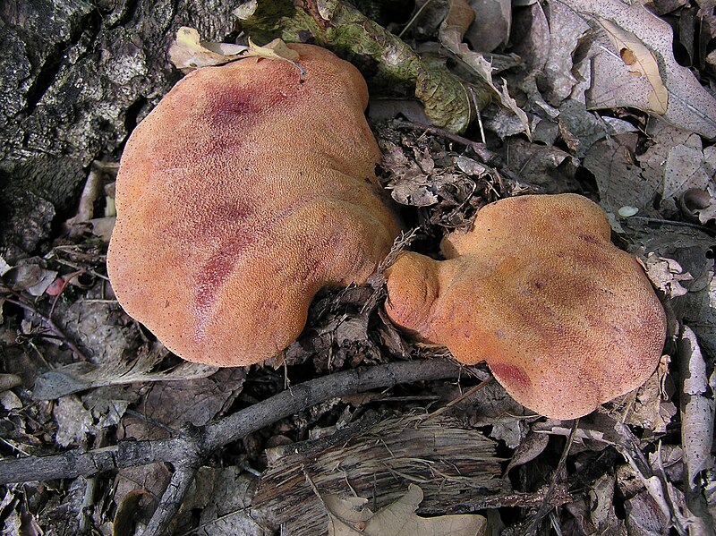 File:Fistulina hepatica (Russia) 1.jpg