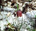 Variante von Fritillaria messanensis subsp. gracilis submediterranen und mediterranen Stufe, Orjen