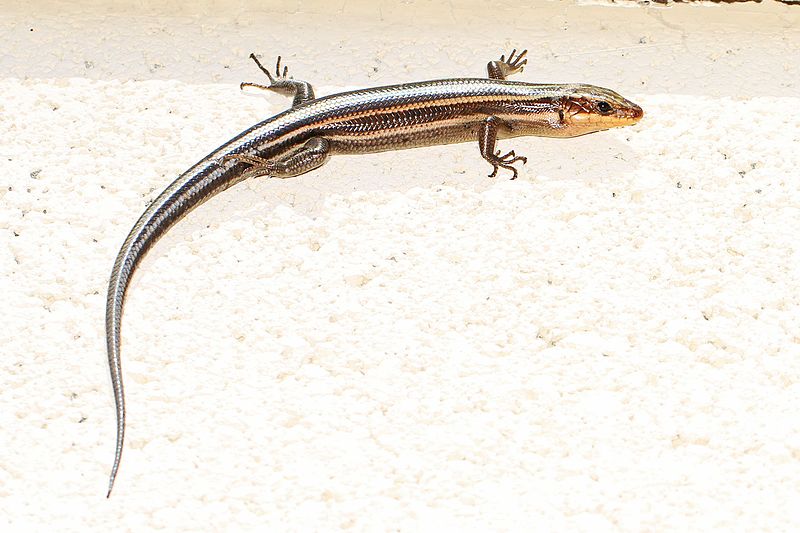 File:Five-lined Skink? - Eumeces fasciatus?, Rhodes Pond, Godwin, North Carolina.jpg