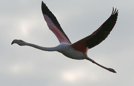 Flamingoinflight.jpg