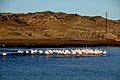 Flamingos at Radford Bay