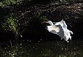 Flaying great egret 2.jpg