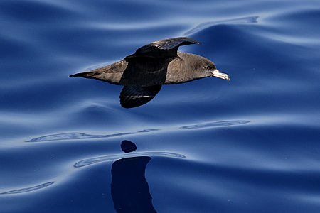 La baldriga bruna (Ardenna carneipes) és l'espècie en què es va descobrir la plasticosi