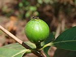 普魯伊（英语：Alibertia edulis） Purui