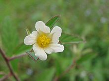 Sida rhombifolia Flickr - Joao de Deus Medeiros - Sida rhombifolia.jpg