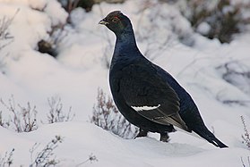 Flickr - Rainbirder - Black Grouse (Tetrao tetrix) Male.jpg