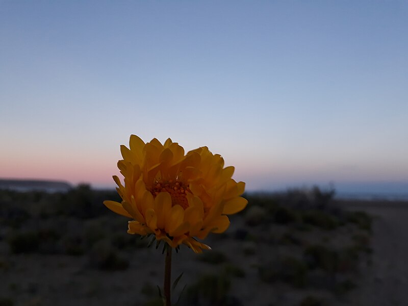 File:Flor enfocada.jpg