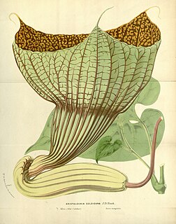 <i>Pararistolochia goldieana</i> Species of flowering plant