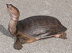 Thumbnail for Florida softshell turtle