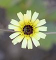 Tolpis barbata (Asteraceae)