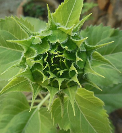 Inflorescence bud of a sunflower