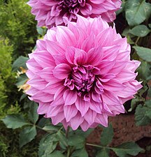 Dahlia: often very double flowers packed with petals. Robust bushes with large three-pinnate leaves. Wide range of colours and flower types.