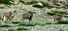 Herd of bharal in Ladakh Fock of Bharal sheep grazing.jpg