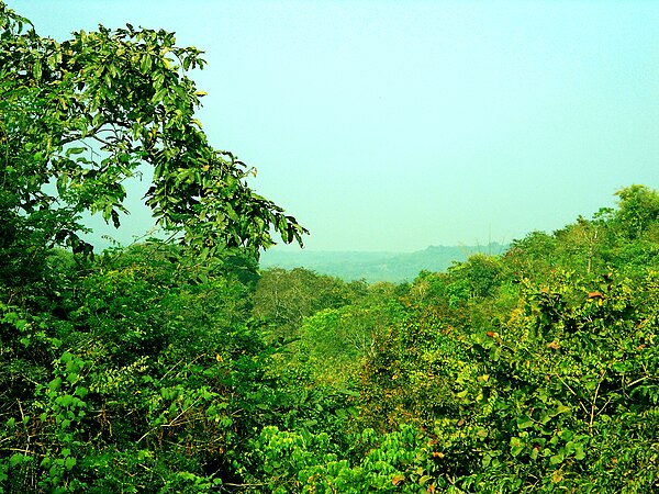 Forest at Eturnagaram,Telangana