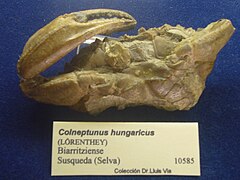 Fossile de Colneptunus hungaricus