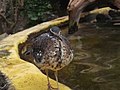 Zoo Heidelberg: Geschichte, Tierbestand, Bilder