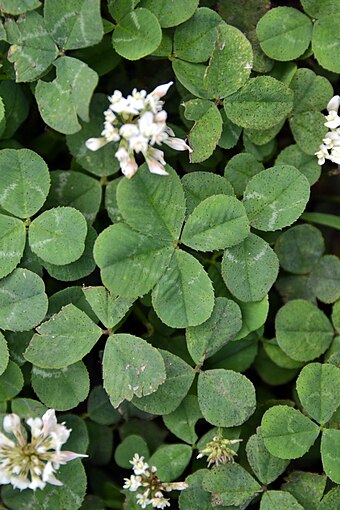 Four Leaf Clover Wikiwand