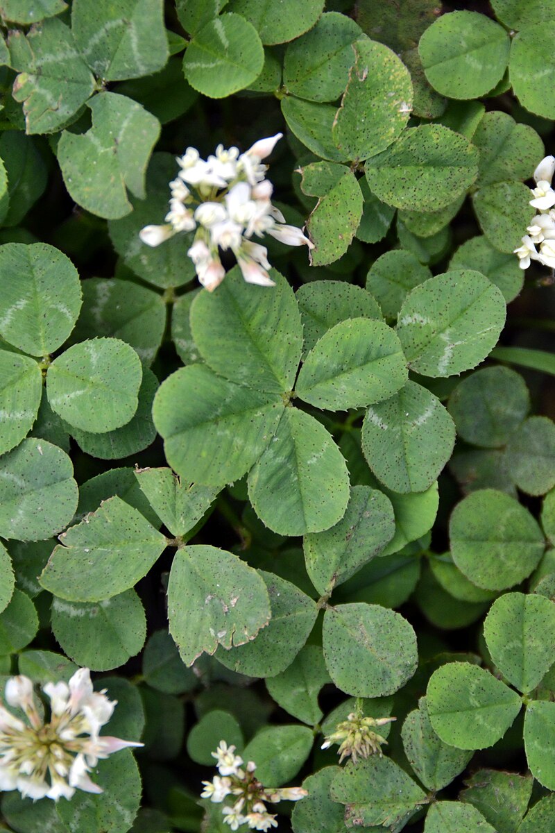 File:Clover.jpg - Wikipedia