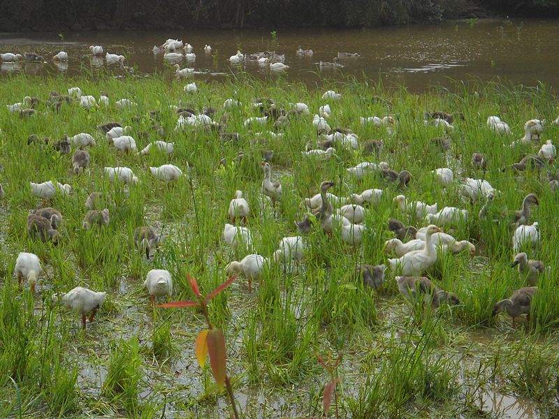 File:Free range geese in Hainan - 03.jpg