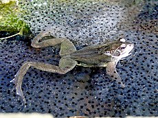 Frog in frogspawn.jpg