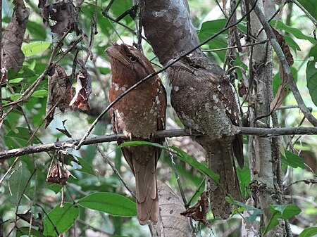 Tập_tin:Frogmouth03.jpg