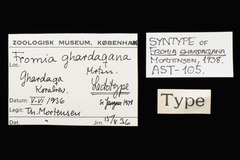 File:Fromia ghardaqana - AST-000105 label.tif (Category:Echinodermata in the Natural History Museum of Denmark)