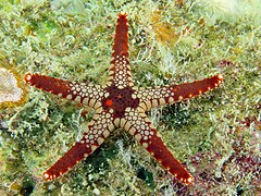 File:Fromia monilis - North Point.jpeg (Category:Echinoderms of Queensland)