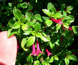 <i>Fuchsia microphylla</i> Species of plant