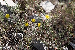 Rentopäivänkilo eli gotlanninpäivänkilo (Fumana procumbens)