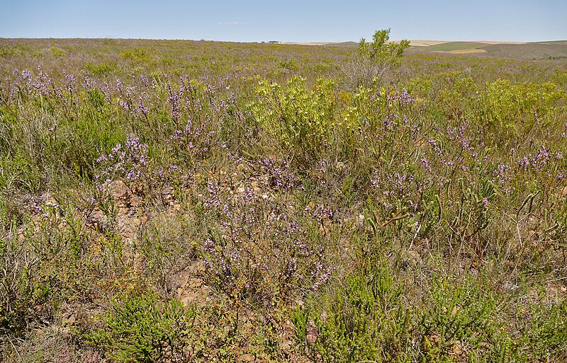 File:Fynbos Vegetation (32018427823).jpg