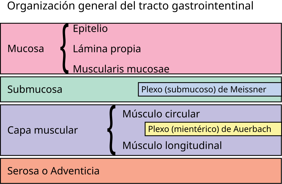 Submucosa