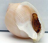 Shell of a Galeodea helmet snail Galeodea rugosa 001.jpg