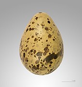 Gallinago media (Great Snipe), egg