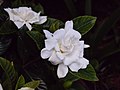 Gardenia jasminoides cultivar magnifica 1.jpg