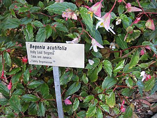 <i>Begonia acutifolia</i> Species of plant in the genus Begonia