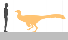 Size comparison of the holotype Garudimimus size.png