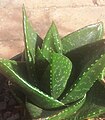 Gasteria nitida var nitida. Detail of rosette and foliage.