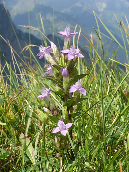 File:Gentianella campestris 210810.jpg