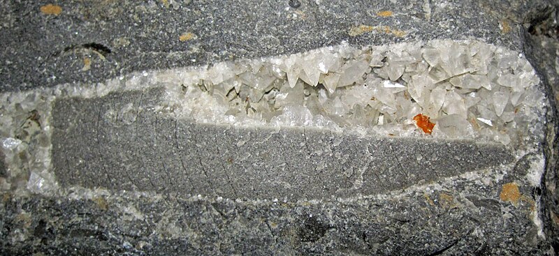 File:Geodized fossil nautiloid (Upper Ordovician; Caesar Creek Lake's emergency spillway, Ohio, USA) 2.jpg