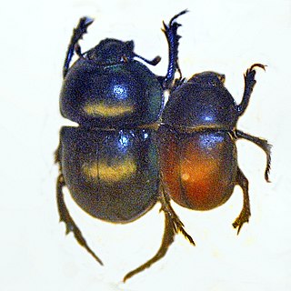 <i>Trypocopris pyrenaeus</i> Species of beetle