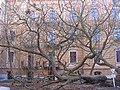 Hauptteil mit Naturdenkmal Trompetenbaum, Catalpa bignonioides