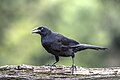 * Nomination Giant cowbird (Molothrus oryzivorus) --Charlesjsharp 09:03, 14 September 2023 (UTC) * Promotion  Support Good quality. --Johann Jaritz 09:08, 14 September 2023 (UTC)