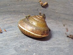 Description de l'image Girdled snail, Hygromia cinctella Hull 2.jpg.